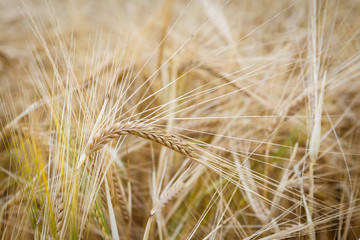 Golden ears of wheat on the field.