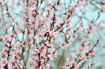 A blooming branch of apple tree.