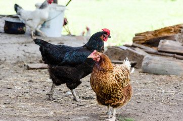 Two hens walking on dirty ground
