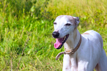 English greyhound standing in the grass on a green meadow