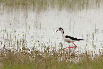  
Black-winged stilt (Himantopus himantopus) in the grass, Republic of Kalmykia, Russia
