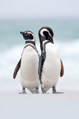 Two bird on the snow, Magellanic penguin, Spheniscus magellanicus, sea with wave, animals in the nature habitat, Argentina, South America. Pair of penguin.