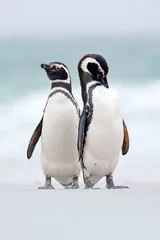 Fotobehang Two bird on the snow, Magellanic penguin, Spheniscus magellanicus, sea with wave, animals in the nature habitat, Argentina, South America. Pair of penguin. © ondrejprosicky