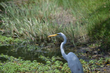 egret white