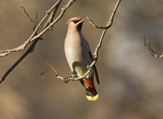 Waxwing on the branch