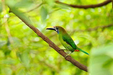 Exotic bird, tropic forest. Small toucan. Blue-throated Toucanet, Aulacorhynchus prasinus, green toucan bird in the nature habitat, exotic animal in tropical forest, Mexico. Wildlife scene from nature