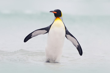 Naklejka na ściany i meble Wild bird in the water. Big King penguin jumps out of the blue water while swimming through the ocean in Falkland Island. Wildlife scene from nature. Funny image from the ocean.