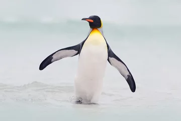 Crédence de cuisine en verre imprimé Pingouin Oiseau sauvage dans l& 39 eau. Big King penguin saute hors de l& 39 eau bleue en nageant dans l& 39 océan à Falkland Island. Scène de la faune de la nature. Image drôle de l& 39 océan.