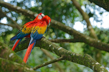 Wildlife love scene from tropic forest nature. Two beautiful parrot on tree branch in nature habitat. Pair of big parrot Scarlet Macaw, Ara macao, two birds sitting on branch, Brazil.