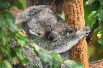 Zelfklevend Fotobehang Mother and baby koala © bgspix