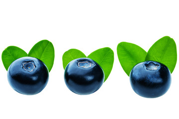 Three fresh blueberries isolated