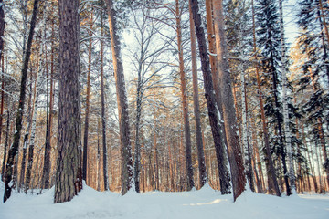 Sunset in a winter forest.
