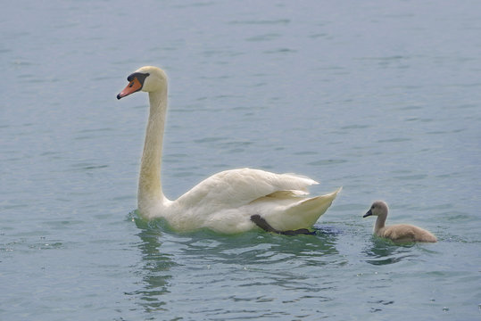 Closeup mute swan (Cygnus olor) with its nestling swimming on water of Italian lake