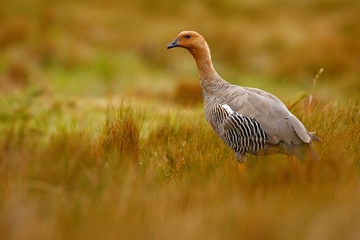 Goose in the grass, Chloephaga hybrida, Kelp goose, is a member of the duck, goose. It can be found in the Southern part of South America.