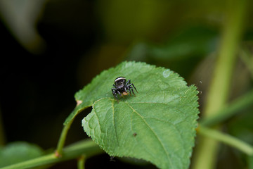 Little Jumping Spider Feeding On Green Leaf