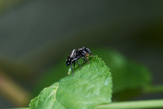 Little Jumping Spider Feeding On Green Leaf
