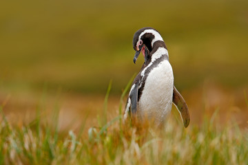 Penguin in grass, funny image in nature. Falkland Islands. Magellan penguin in the nature habitat.