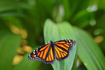 Naklejka premium Monarch, Danaus plexippus, butterfly in nature habitat. Nice insect from Mexico. Butterfly in the green forest. Butterfly sitting on the leave. Beautiful orange butterfly with open wing.