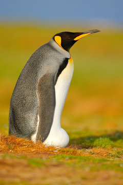 King penguin, Aptenodytes patagonicus sitting in grass with tilted head, Falkland Islands. Bird with blue sky, summer day. Beautiful animal in the grass.