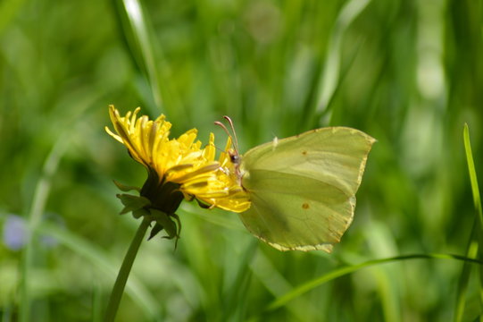 Cytrynek i mszyca