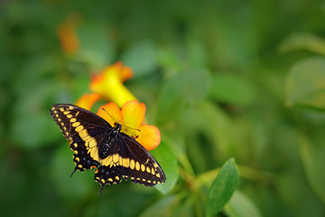 Giant Swallow Tail, Papilio thoas nealces, beautiful butterfly from Mexico. Butterfly sitting on the leaves. Butterfly from Mexico in the forest. Beautiful insect in the green nature.
