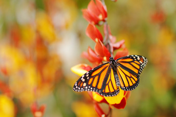 Butterfly in orange flowers. Monarch, Danaus plexippus, butterfly in nature habitat. Nice insect from Mexico. Butterfly in the green forest. Butterfly sitting on the leave. Beautiful orange butterfly.