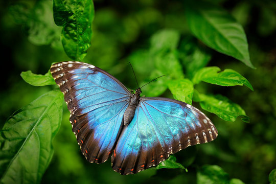 Blue Butterfly big Morpho, Morpho peleides, sitting on green leaves, Mexico. Tropic forest.