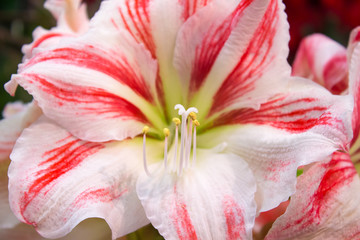 Macro of white red amaryllis flower blossom in summer time.