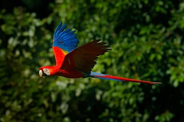 Fotobehang Rode papegaai in vlieg. Geelvleugelara, Ara macao, in tropisch bos, Costa Rica, Wildlife scene uit de tropische natuur. Rode vogel in het bos. Papegaaivlucht in de groene jungle-habitat. © ondrejprosicky