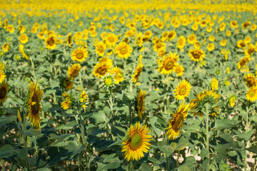 Fototapeta premium Landscape with sunflower