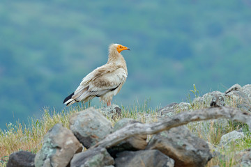 Egyptian vulture, Neophron percnopterus, big bird of prey sitting on stone, rock mountain, nature habitat, Madzarovo, Bulgaria, Eastern Rhodopes. Wildlife scene from hide. White vulture, yellow bill.