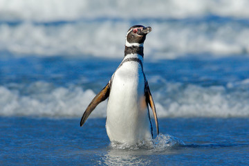 Obraz premium Bird in the wave. Penguin in the water. Bird in the sea waves. Penguin swiming in the waves. Sea bird in the water. Magellanic penguin in ocean wave in the background, Falkland Islands, Antarctica.