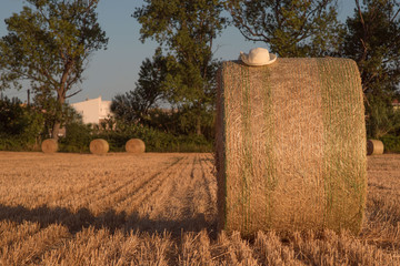 Summer rural landscape with a field and hay