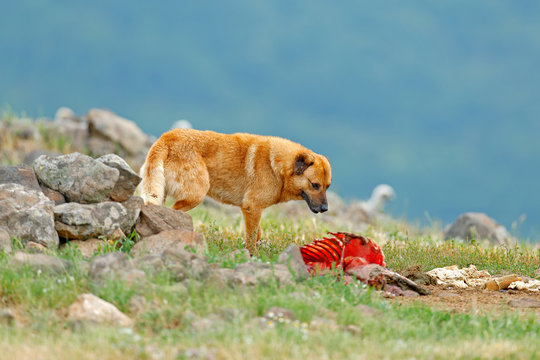 Karakachan, dog originated in Balkan as a mountain livestock guardian dog. Big dog with carcass of sheep, bloody skeleton with fur.  Rock mountain, nature habitat, Madzarovo, Bulgaria, Rhodopes.