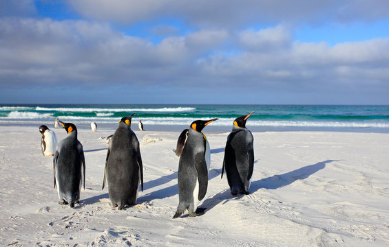 Bird on white sand beach. Group of King penguins, Aptenodytes patagonicus, going from white sand to sea, artic animals in the nature habitat, dark blue sky, Falkland Islands. Blue sky, white clouds.