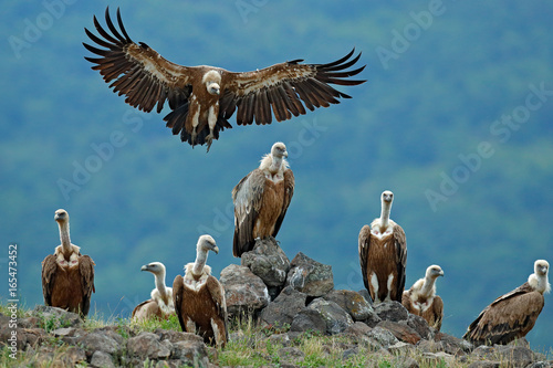 an introduction to the nature of vulture the untidiest bird an introduction to the nature of vulture the untidiest bird
