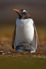 Poster Penguin with young in plumage. Wildlife behaviour scene from nature. © ondrejprosicky