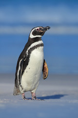 Magellanic penguin, Spheniscus magellanicus, on the white sand beach, ocean wave in the background, Falkland Islands. Penguin in Antarctica