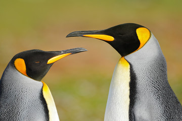 Two penguins. King penguin couple cuddling, wild nature, green background. Two penguins making...