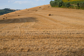 Summer rural landscape with a field and hay