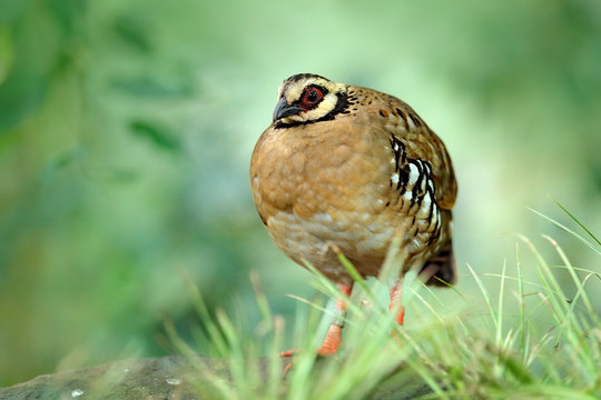 Bar-backed partridge, Arborophila brunneopectus, bird in the nature habitat. Quail sitting in the grass. Quail in the forest. Partridge from southwestern China and Southeast Asia.
