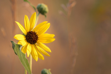 Yellow sunflower bloom, off centered, with blurred background