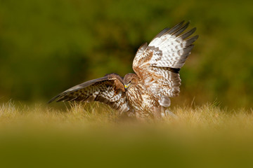 Hunter in the grass. Birds of pray Common Buzzard, Buteo buteo, sitting in the grass with blurred...