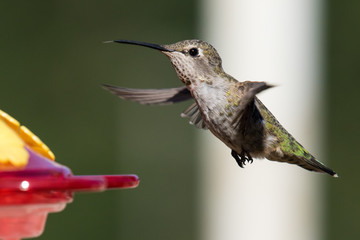 Fototapeta na wymiar Female Anna's Hummingbird (Calypte anna) in flight.