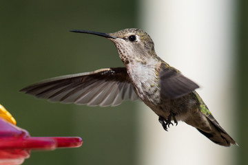 Female Anna's Hummingbird (Calypte anna) in flight.