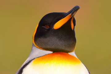 Fototapeta premium Head of penguin. Bird from Falkland Islands. Detail portrait of king penguin in Antarctica.