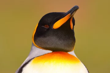 Poster Head of penguin. Bird from Falkland Islands. Detail portrait of king penguin in Antarctica. © ondrejprosicky