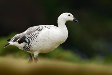 White bird with long neck. White goose in the grass. White bird in the green grass. Goose in the grass. Wild white Upland goose, Chloephaga picta, in the nature habitat, Argentina.