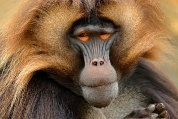 Gelada Baboon with open muzzle with tooths. Portrait of monkey from African mountain. Simien mountain with gelada monkey. Big monkey gelada from Ethiopia. Detail portrait of monkey. Wild Africa. - obrazy, fototapety, plakaty