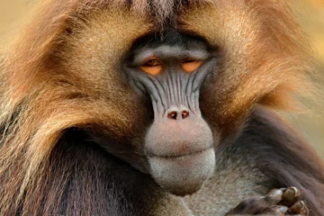 Papier Peint photo Singe Gelada Baboon with open muzzle with tooths. Portrait of monkey from African mountain. Simien mountain with gelada monkey. Big monkey gelada from Ethiopia. Detail portrait of monkey. Wild Africa.